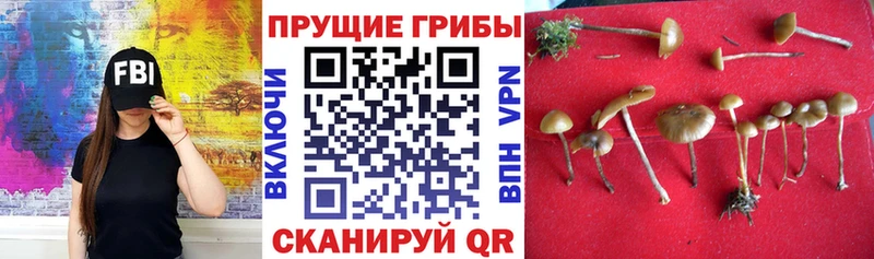 Галлюциногенные грибы Psilocybe наркота hydra ссылки Сокол